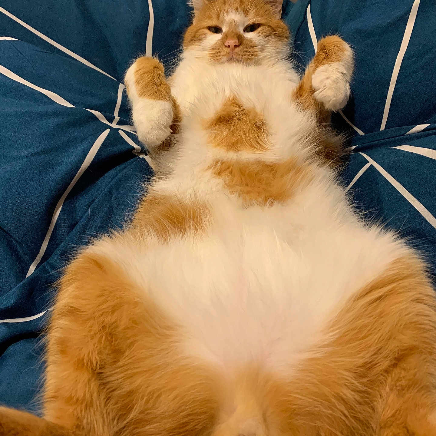 Tino participe au concours pour gagner de l'argent avec cette photo : abyssinian, angora, animal, beanbag, bed, blanket, cat, couch, cushion, furniture, homedecor, indoors, kitten, manx, person, pet, quilt, sleeping