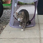 Mimosa a rejoint le concours — aidez-le/la à gagner de superbes lots ! animal, cat, concrete, curious, daylight, feline, garden_pot, gravel, home, houseplant, laundry_hamper, mesh, nature, outdoor, patio, pet, plant_pot, sidewalk, tabby, walking