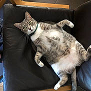 Mimosa a rejoint le concours — aidez-le/la à gagner de superbes lots ! cat, tabby_cat, gray_cat, white_fur, green_eyes, collar, pet, indoor, chair, leather, furniture, relaxing, lying_down, belly_up, paws, whiskers, domestic_cat, cute, animal, household