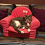 Mimosa a rejoint le concours — aidez-le/la à gagner de superbes lots ! cat, gray_cat, white_cat, pink_chair, small_armchair, striped_bedspread, striped_pillows, purple_pillows, indoor, pet, feline, resting, cozy, home, furniture, cute, domestic_animal, relaxing, soft_furniture, living_room