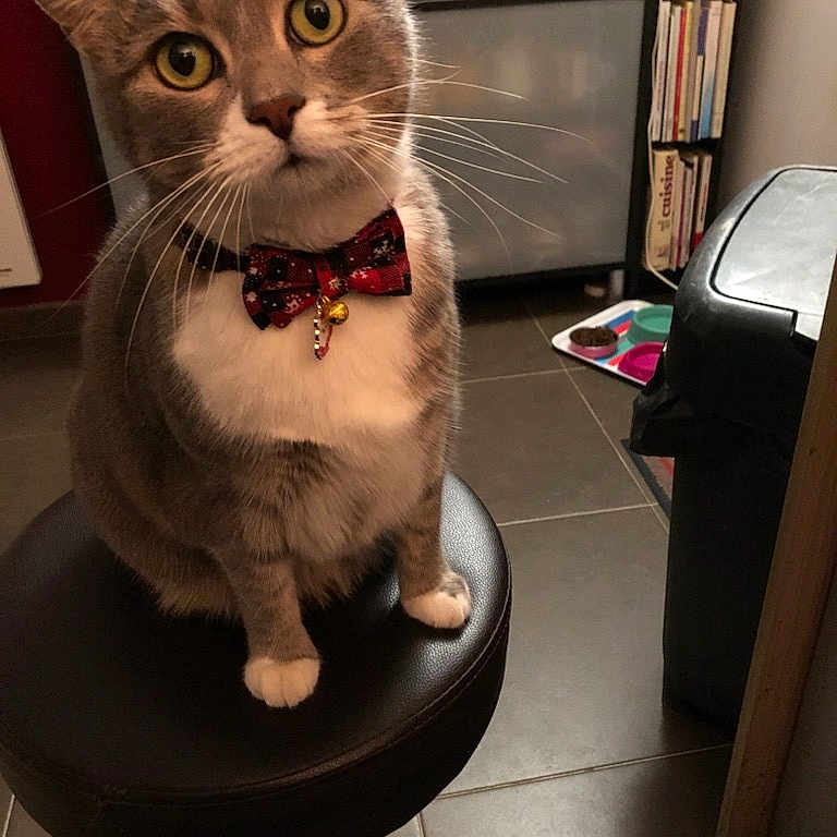 Mimosa participe au concours pour gagner de l'argent avec cette photo : bookshelf, bow_tie, cat, close_up, curious, domestic_animal, feline, floor_tiles, food_bowls, gray_cat, household, indoor, kitchen_corner, pet, portrait, seated, stool, whiskers, white_paws, wide_eyes