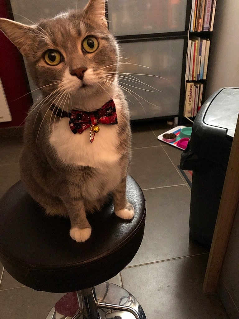 Mimosa participe au concours pour gagner de l'argent avec cette photo : bookshelf, bow_tie, cat, close_up, curious, domestic_animal, feline, floor_tiles, food_bowls, gray_cat, household, indoor, kitchen_corner, pet, portrait, seated, stool, whiskers, white_paws, wide_eyes