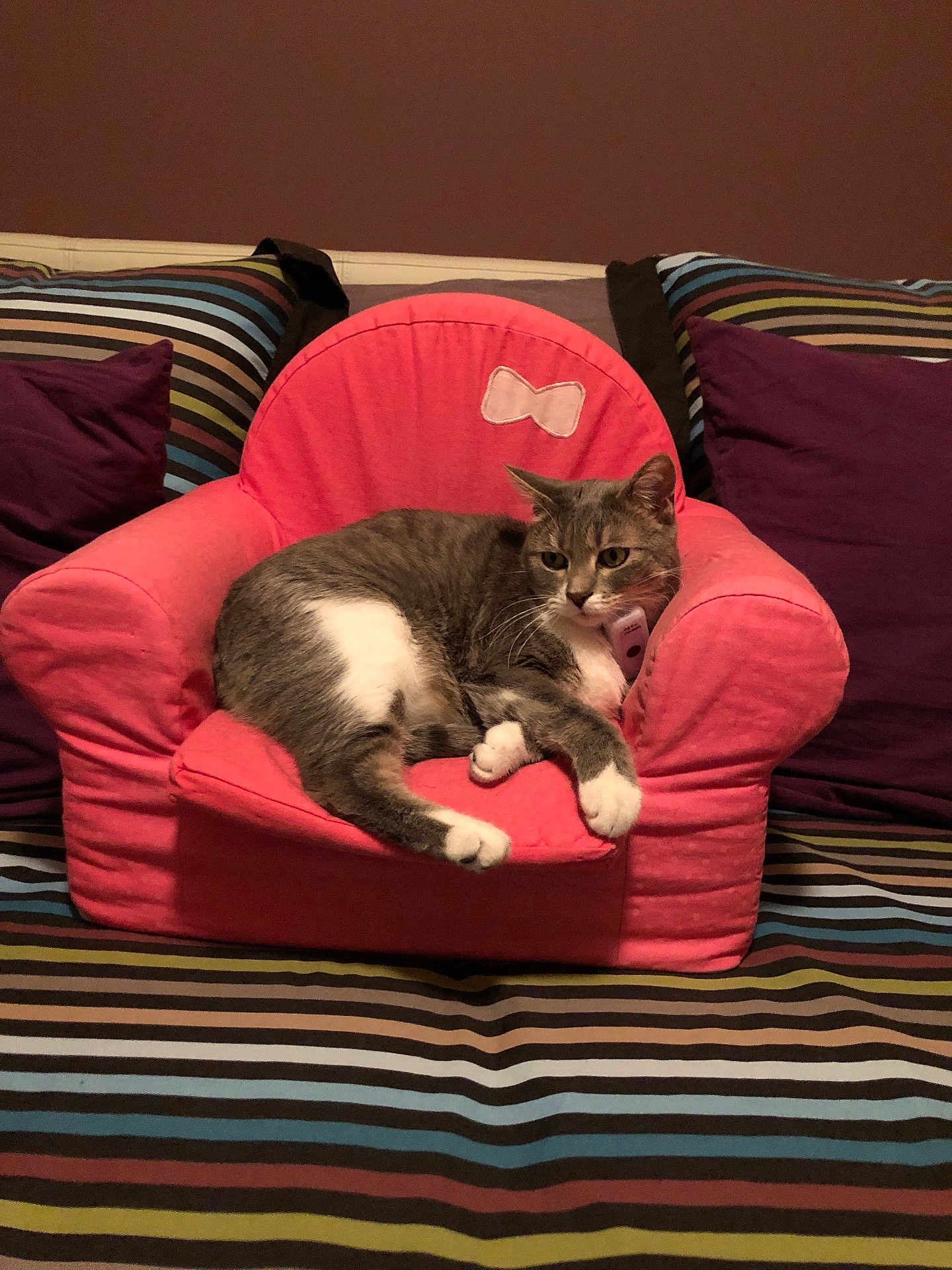 Mimosa a rejoint le concours — aidez-le/la à gagner de superbes lots ! animal, armchair, casual, cat, cozy, cute, domestic_cat, feline, furniture, gray_cat, home, indoor, pet, pink_chair, purple_pillows, relaxed, resting, soft_lighting, striped_couch, white_cat