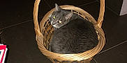 Mimosa a rejoint le concours — aidez-le/la à gagner de superbes lots ! cat, gray_cat, basket, wicker_basket, indoor, floor, tile_floor, pet, animal, cozy, resting, looking_back, cute, feline, household, stairs, wood, quiet, domestic, curled_up