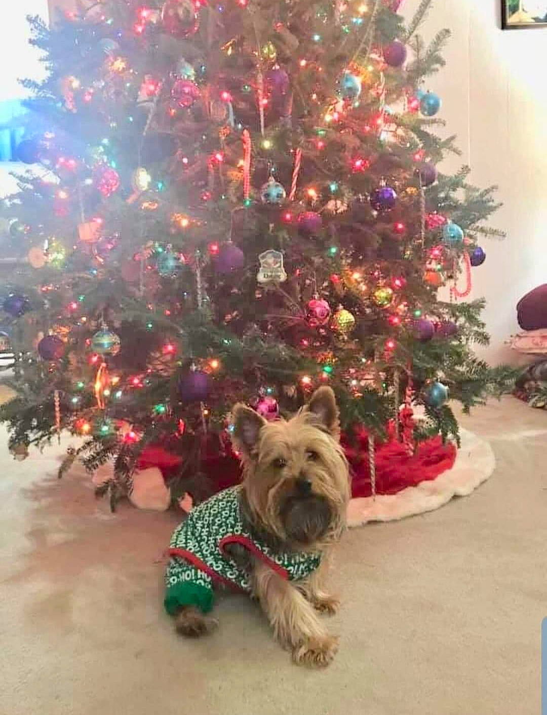 Ginger is registered to the contest to win money with this photo: cairn_terrier, canidae, carnivore, christmas, christmas_decoration, christmas_eve, christmas_ornament, christmas_tree, dog, dog_breed, event, fawn, holiday, home, interior_design, plant, sporting_group, terrier, tree, woody_plant