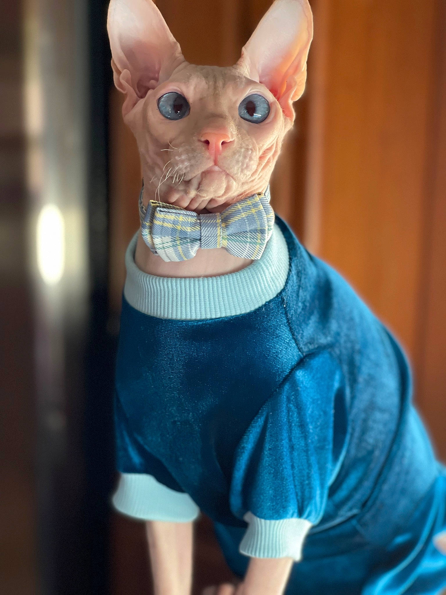 Donald is registered to the contest to win money with this photo: animal_figure, blue, electric_blue, fashion_accessory, fawn, felidae, figurine, fur, headgear, jewellery, neck, pattern, pink, sleeve, small_to_medium_sized_cats, snout, tail, terrestrial_animal, toy, whiskers