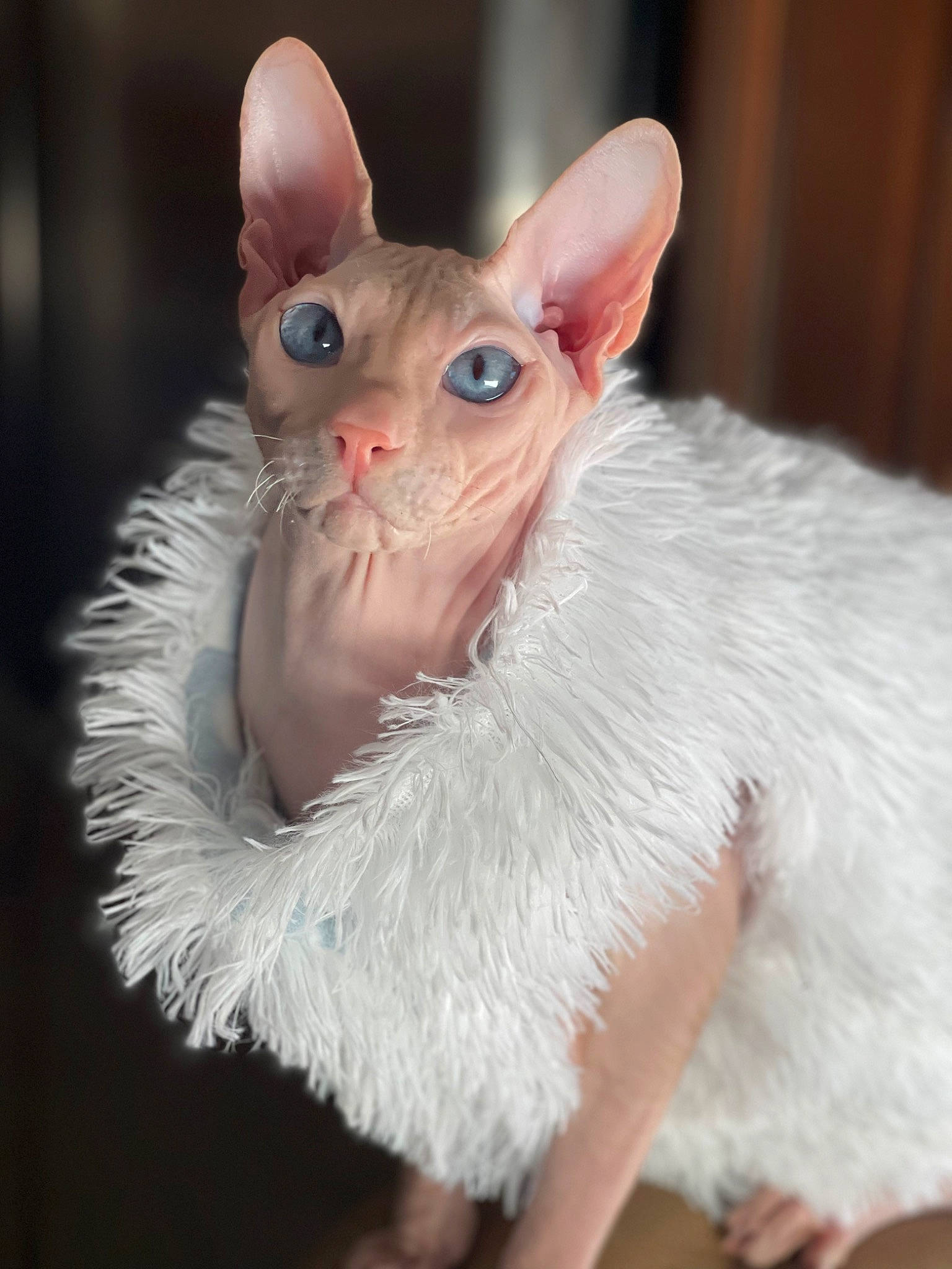 Donald is registered to the contest to win money with this photo: animal_figure, claw, ear, event, fawn, felidae, fur, mouse, paw, peach, rat, rex_cat, rodent, small_to_medium_sized_cats, snout, tail, terrestrial_animal, toy, whiskers