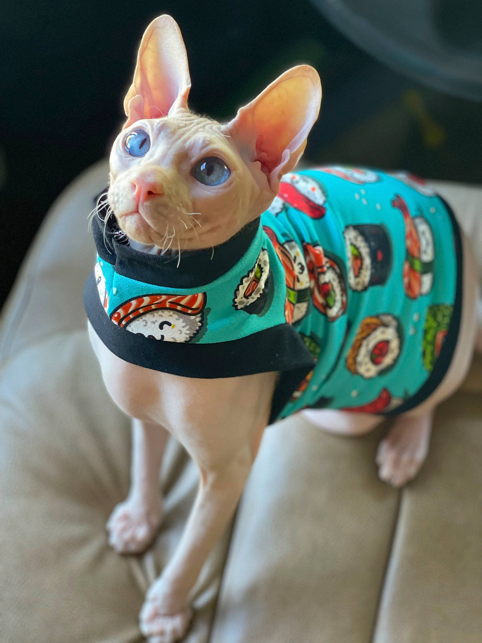 Donald is registered to the contest to win money with this photo: animal_figure, canidae, carnivore, companion_dog, creative_arts, dog, dog_breed, dog_clothes, dog_supply, fashion_accessory, fawn, felidae, pink, snout, tail, terrestrial_animal, toy, toy_dog, whiskers, working_animal