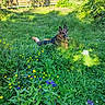 dog, german_shepherd, canine, pet, lying_down, outdoors, garden, meadow, wildflowers, grass, flowers, yellow_flowers, purple_flowers, greenery, backyard, wooden_fence, sunlight, nature, animal_portrait, alert