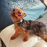 Prunelle participe au concours pour gagner de l'argent avec cette photo : dog, small_dog, sunglasses, pink_sunglasses, couch, pillow, blanket, indoor, pet, cozy, fur, brown_fur, black_fur, relaxed, pet_accessory, home, cute, companion, animal, domestic