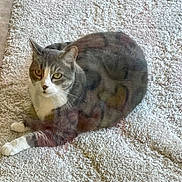 Lexcie joined the competition — help win amazing prizes! animal, carpet, cat, cozy, cute, domestic_cat, ears, feline, floor, fur, gray_cat, home, indoor, laying_down, looking_at_camera, paws, pet, relaxed, whiskers, white_cat