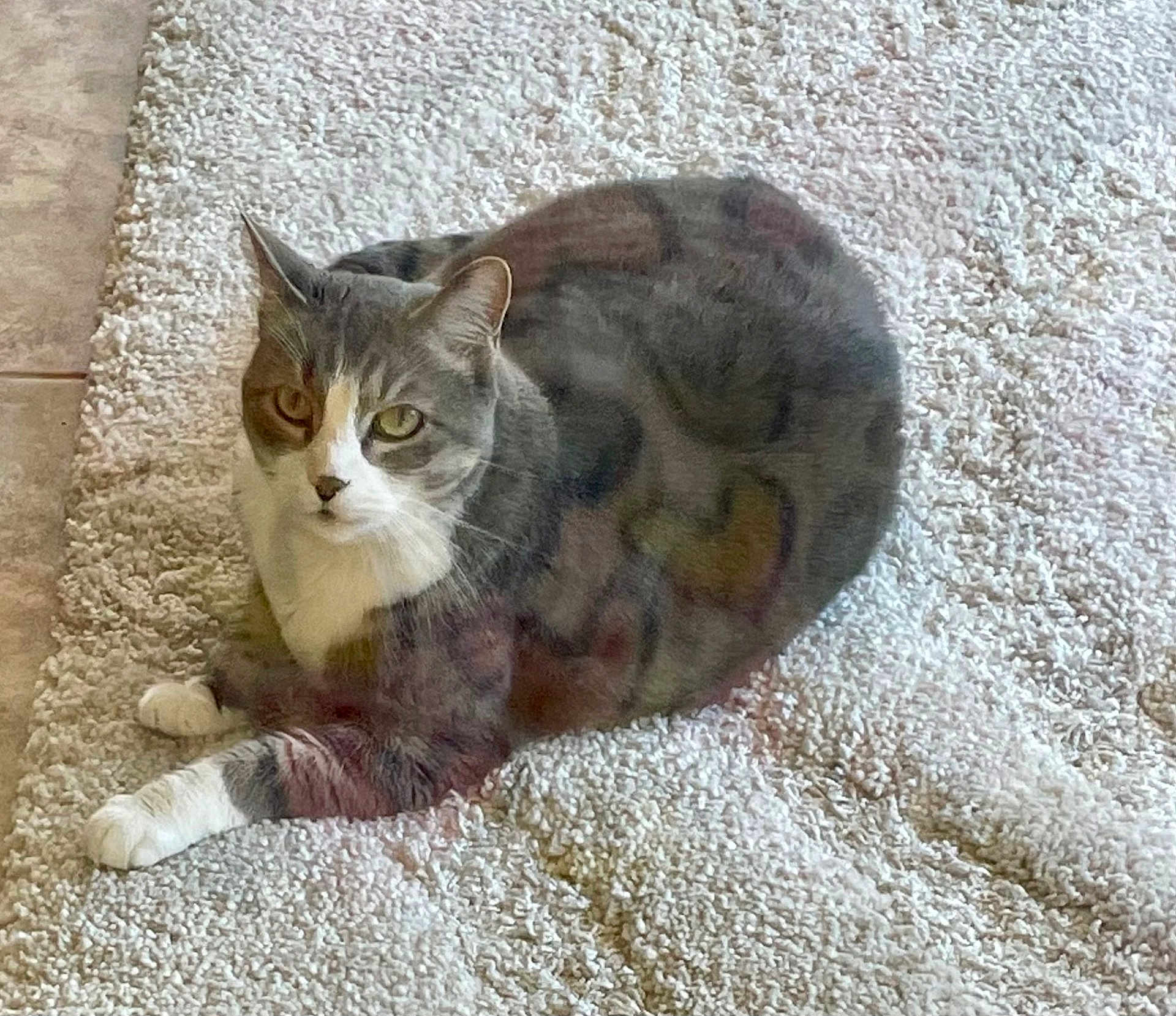 Lexcie joined the competition — help win amazing prizes! animal, carpet, cat, cozy, cute, domestic_cat, ears, feline, floor, fur, gray_cat, home, indoor, laying_down, looking_at_camera, paws, pet, relaxed, whiskers, white_cat