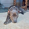 dog, brown_eyes, lying_down, collar, concrete_floor, wooden_table, rug, indoors, pet, animal, resting, portrait, canine, furniture, relaxed, looking_at_camera, closeup, floor, ears, paws