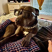 Lucy Belle Draco is registered to the contest to win money with this photo: dog, sunglasses, indoor, plaid_shirt, person, bedroom, window, curtain, dresser, relaxing, pet, canine, casual, cozy, resting, black_dog, collar, paw, furniture, home