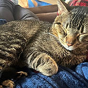 Tigger is registered to the contest to win money with this photo: cat, tabby, sleeping, pet, animal, feline, cozy, blanket, couch, legs, resting, indoor, fur, whiskers, paw, relaxing, close_up, comfort, home, nap