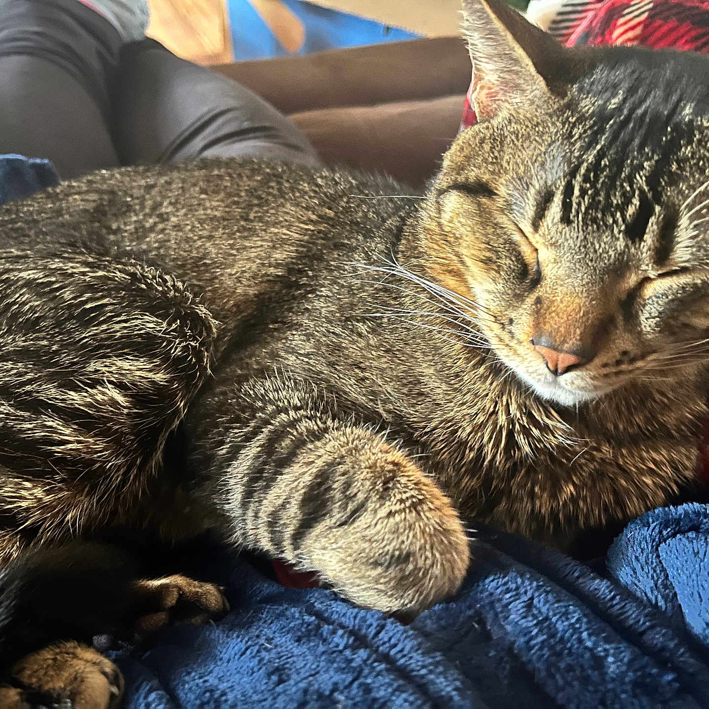 Tigger is registered to the contest to win money with this photo: animal, blanket, cat, close_up, comfort, couch, cozy, feline, fur, home, indoor, legs, nap, paw, pet, relaxing, resting, sleeping, tabby, whiskers
