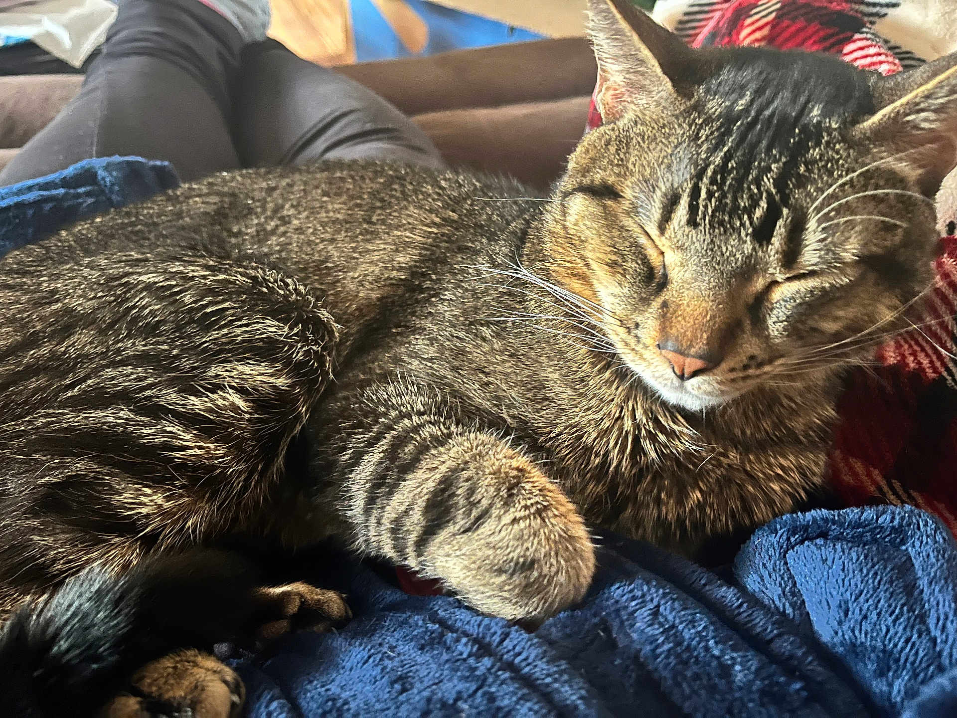 Tigger