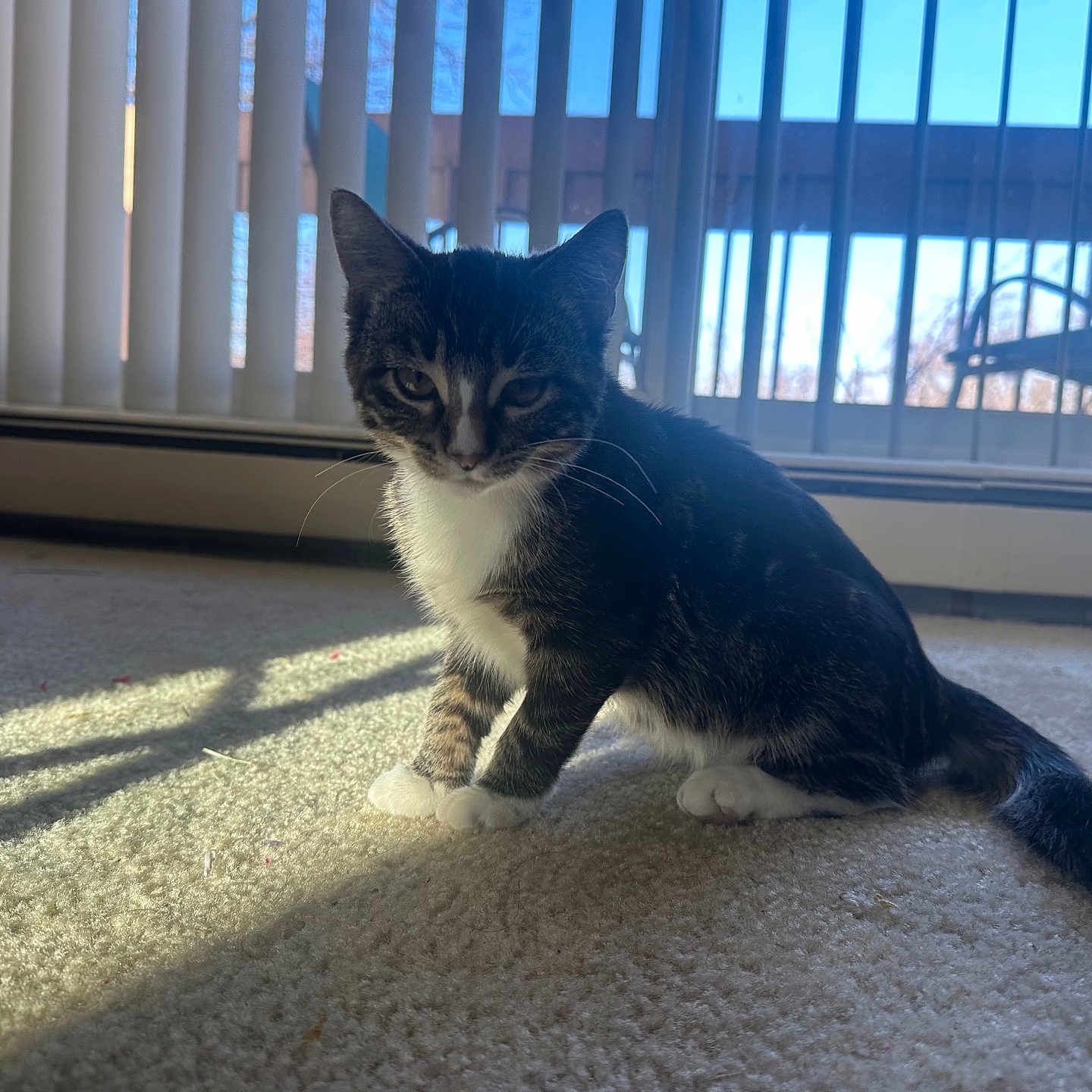Boots is registered to the contest to win money with this photo: abyssinian, animal, architecture, building, cat, couch, curtain, door, furniture, hardwood, homedecor, indoors, kitten, livingroom, manx, pet, room, window, windowshade, wood