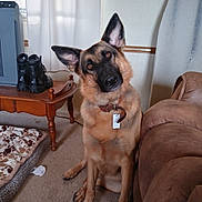 Mila joined the competition — help win amazing prizes! german_shepherd, dog, indoor, carpet, collar, pet_bed, blanket, boots, wooden_table, couch, curious, head_tilt, furniture, window, curtain, tag, brown, tan, black, pet