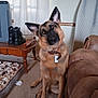german_shepherd, dog, indoor, carpet, collar, pet_bed, blanket, boots, wooden_table, couch, curious, head_tilt, furniture, window, curtain, tag, brown, tan, black, pet