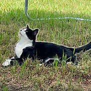 Oreo joined the competition — help win amazing prizes! cat, black_and_white, grass, outdoor, animal, pet, feline, nature, curious, lying_down, daylight, whiskers, ears, tail, mammal, looking_up, fur, ground, greenery, relaxed