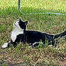 cat, black_and_white, grass, outdoor, animal, pet, feline, nature, curious, lying_down, daylight, whiskers, ears, tail, mammal, looking_up, fur, ground, greenery, relaxed