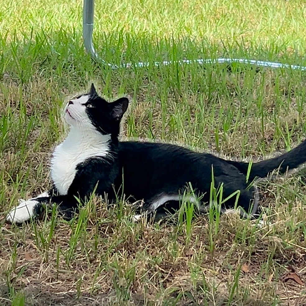 Oreo joined the competition — help win amazing prizes! cat, black_and_white, grass, outdoor, animal, pet, feline, nature, curious, lying_down, daylight, whiskers, ears, tail, mammal, looking_up, fur, ground, greenery, relaxed