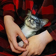 Lou joined the competition — help win amazing prizes! affection, cat, checkered_pattern, closeup, comfort, cozy, curious, cute, fur, gentle, hands, holding, indoor, kitten, person, pet, red_shirt, resting, white_paw, young_cat