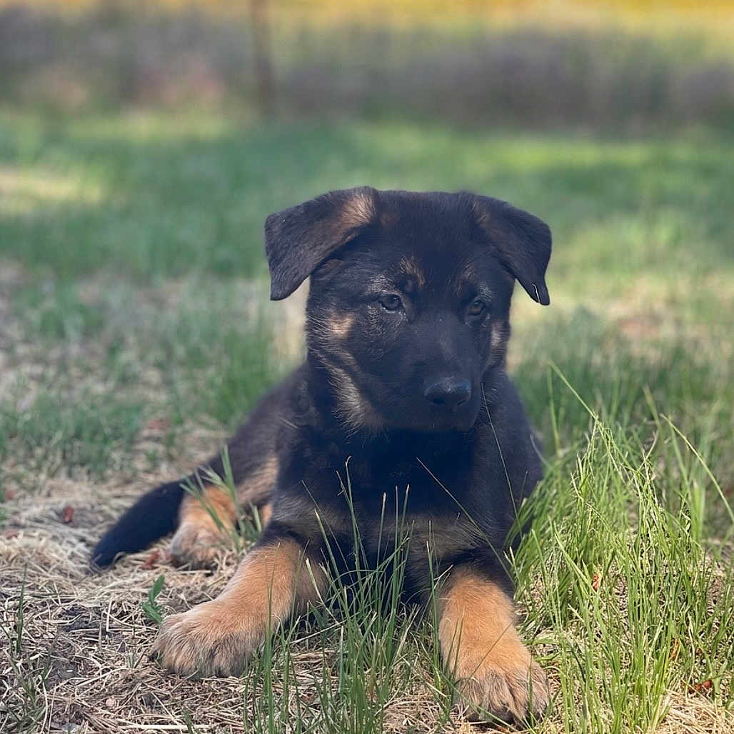 Duke