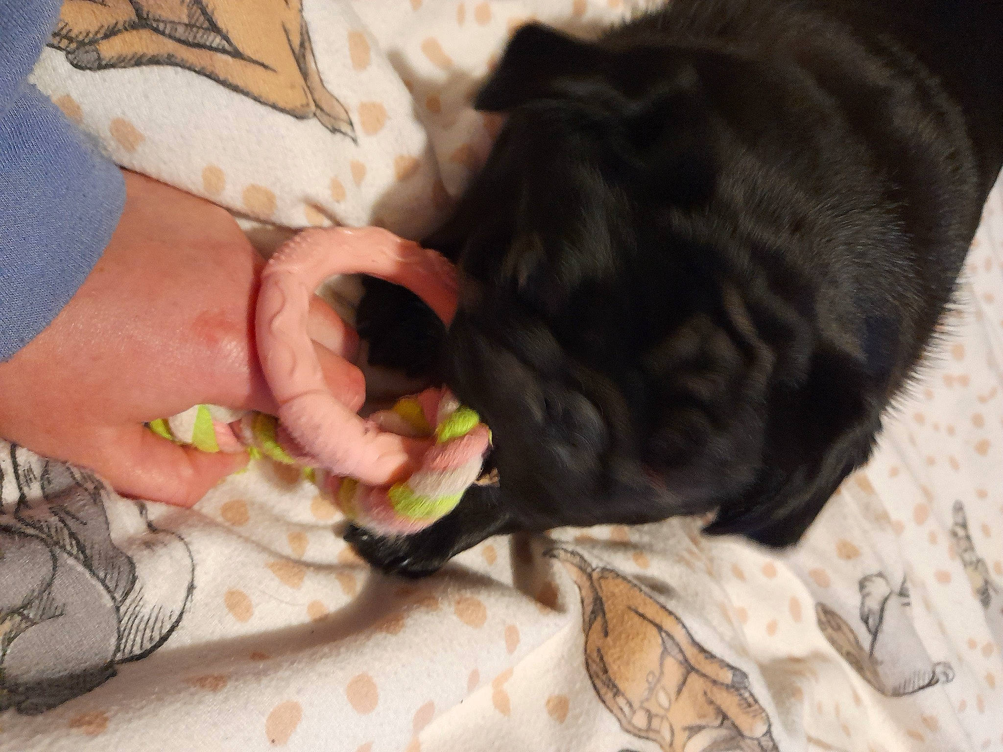 Coco joined the competition — help win amazing prizes! carnivore, claw, comfort, companion_dog, dog_breed, domestic_short_haired_cat, felidae, finger, foot, fur, gesture, human_leg, nail, paw, recipe, small_to_medium_sized_cats, tail, thumb, whiskers, wrist