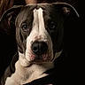 dog, pit_bull, black_and_white, portrait, close_up, face, muzzle, nose, eyes, ears, white_blaze, short_hair, canine, pet, animal, dramatic_lighting, dark_background, indoor, alert, looking_at_camera