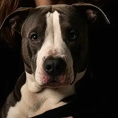 Gucci is registered to the contest to win money with this photo: dog, pit_bull, black_and_white, portrait, close_up, face, muzzle, nose, eyes, ears, white_blaze, short_hair, canine, pet, animal, dramatic_lighting, dark_background, indoor, alert, looking_at_camera