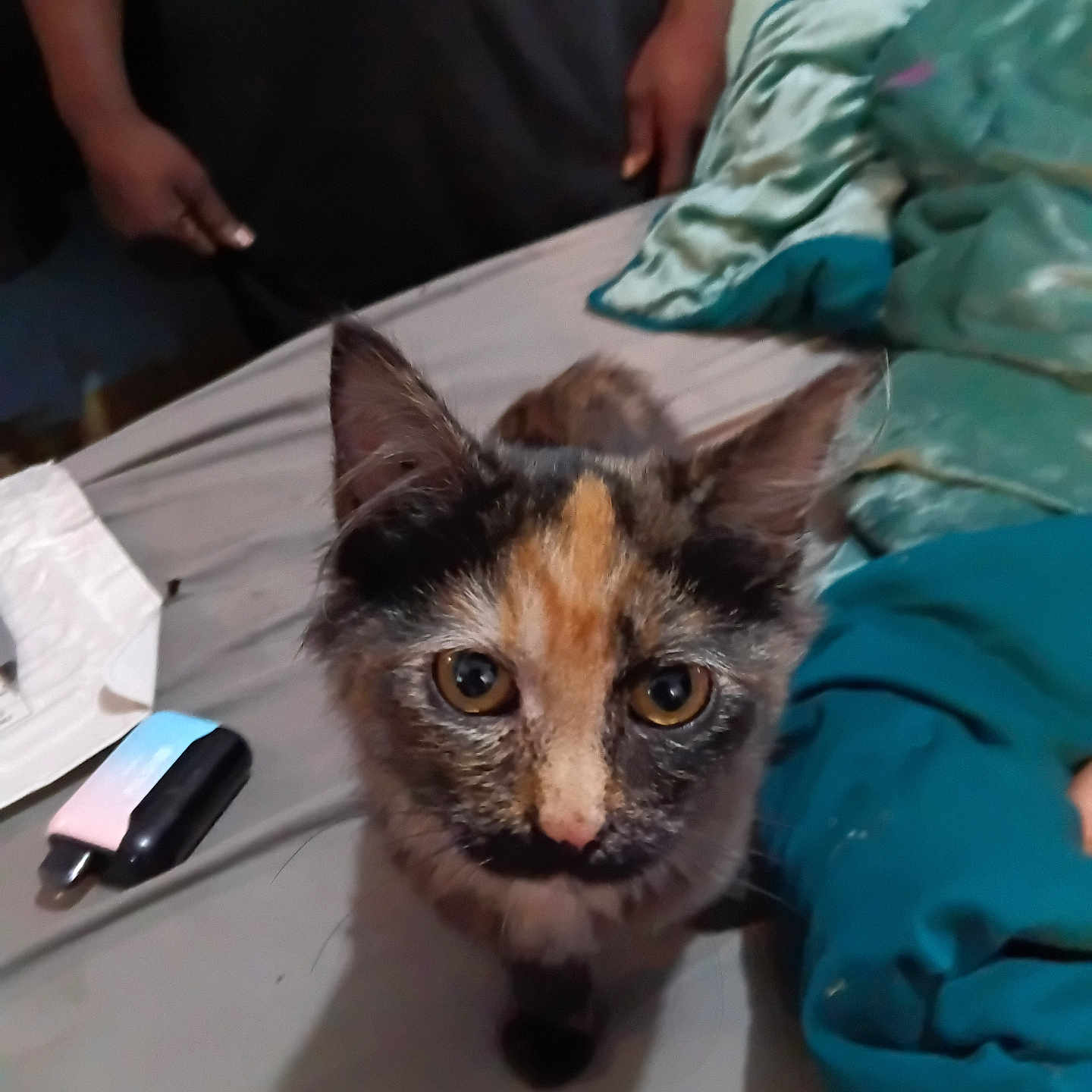 Silly Face is registered to the contest to win money with this photo: animal, bed, blanket, cat, curious, cute, domestic, ears, eyes, feline, fur, indoor, kitten, looking, mammal, person, pet, small, tortoiseshell, whiskers