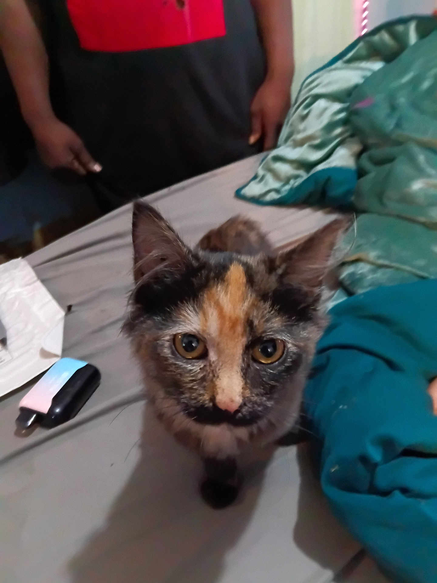 Silly Face is registered to the contest to win money with this photo: kitten, cat, bed, blanket, person, indoor, fur, animal, pet, curious, looking, small, cute, tortoiseshell, ears, whiskers, eyes, feline, domestic, mammal