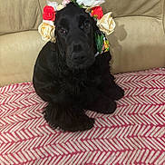 Arthemis participe au concours pour gagner de l'argent avec cette photo : dog, black_dog, fluffy, flower_crown, headwear, indoor, blanket, patterned_blanket, pink, white, beige_couch, sitting, pet, animal, cute, cozy, portrait, companion, domestic, fur