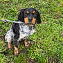 dog, puppy, grass, outdoor, wet, muddy, leash, black_and_tan, white_spots, cute, animal, pet, nature, young_dog, sitting, fur, ears, paws, eyes, ground