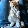 Bartholomeow joined the competition — help win amazing prizes! animal, casual, cat, cute, domestic_cat, fluffy, fur, human, indoor, jeans, kitten, lap, orange_cat, pet, portrait, relaxed, sitting, small, white_paws, young_cat