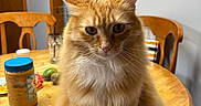 Bartholomeow is registered to the contest to win money with this photo: avocado, cat, chair, closeup, domestic, eyes, fluffy, fur, household, indoor, kitchen, orange_tabby, peanut_butter, pet, scissors, sitting, table, whiskers, white_paws, wooden_table