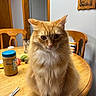 avocado, cat, chair, closeup, domestic, eyes, fluffy, fur, household, indoor, kitchen, orange_tabby, peanut_butter, pet, scissors, sitting, table, whiskers, white_paws, wooden_table