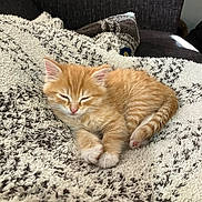 Bartholomeow is registered to the contest to win money with this photo: animal, blanket, cat, comfort, cozy, cute, fur, furry, home, indoor, kitten, orange_cat, paw, pet, relaxation, resting, sleeping, small_animal, soft_texture, tail