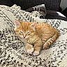 animal, blanket, cat, comfort, cozy, cute, fur, furry, home, indoor, kitten, orange_cat, paw, pet, relaxation, resting, sleeping, small_animal, soft_texture, tail