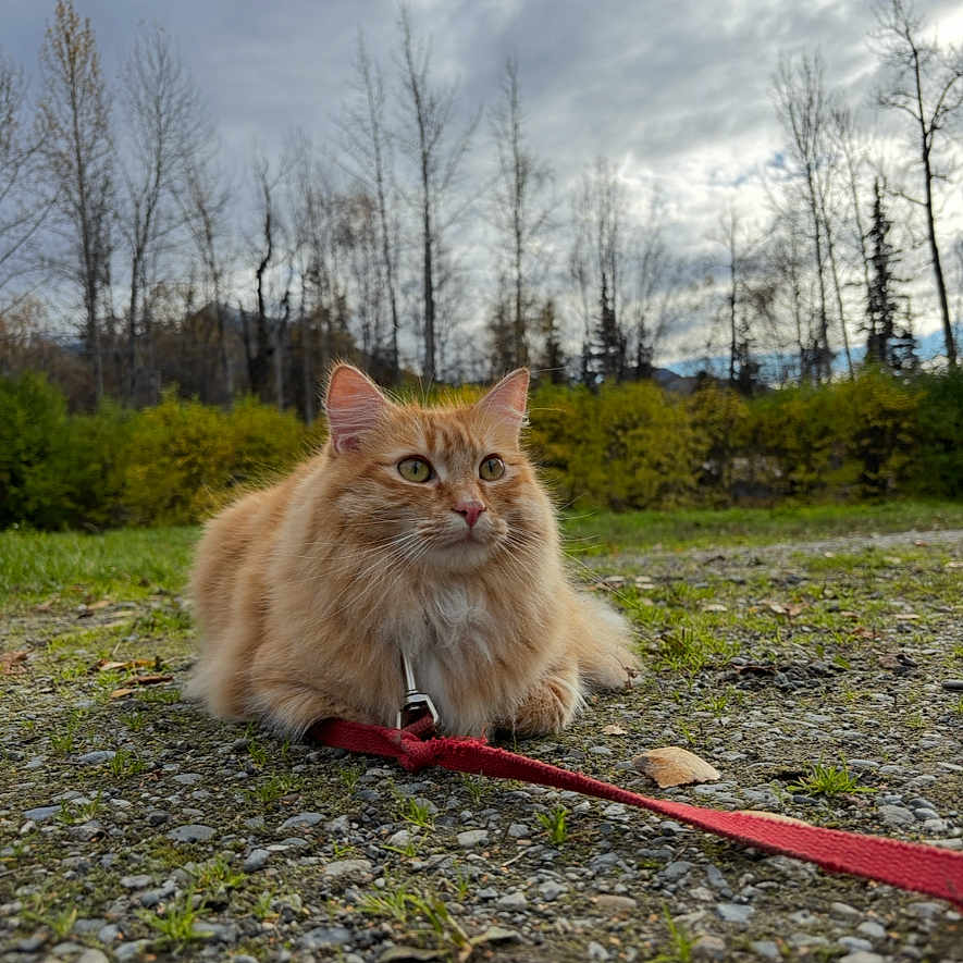 Bartholomeow joined the competition — help win amazing prizes! alert, animal, cat, closeup, cloudy_sky, daytime, fall, fur, ginger_cat, grass, gravel, leash, mammal, nature, outdoor, pet, portrait, resting, trees, wildlife