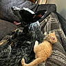 Bartholomeow is registered to the contest to win money with this photo: animal, blanket, companion, couch, cozy, cute, dog, domestic, ears, friendship, fur, indoor, kitten, paw, pet, relaxing, resting, sleepy, snuggle, tail