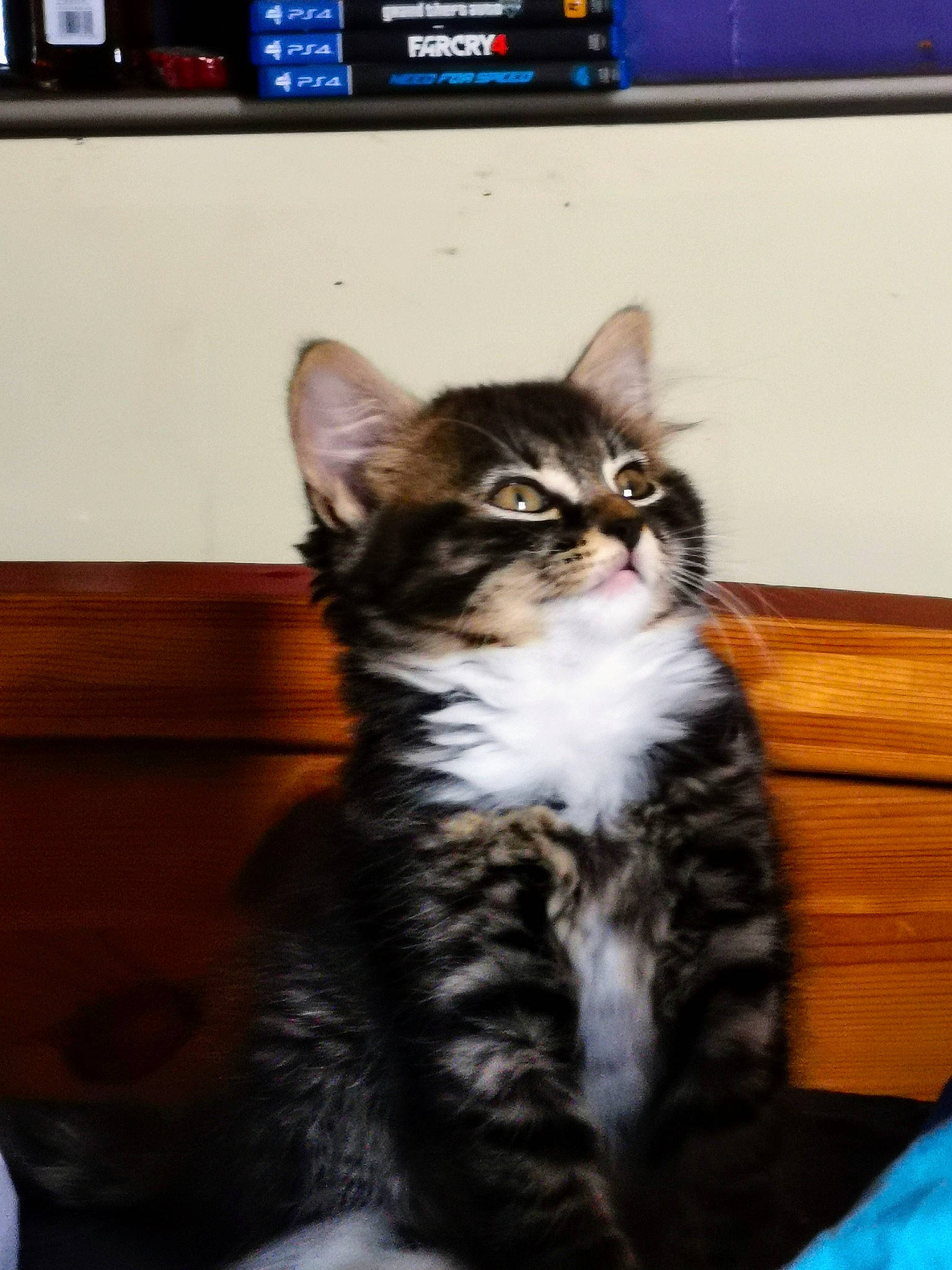 Opal joined the competition — help win amazing prizes! carnivore, cat, display_device, felidae, flat_panel_display, fur, laminate_flooring, led_backlit_lcd_display, multimedia, small_to_medium_sized_cats, tail, terrestrial_animal, toe, varnish, vertebrate, whiskers, wood_stain