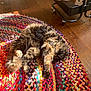 Truffles is registered to the contest to win money with this photo: braided_rug, cardboard, cart, cat, colorful_rug, cozy, eye, floor, fluffy, fur, home, indoor, lying_down, multicolored, paw, pet, playhouse, relaxed, sunlight, wooden_floor