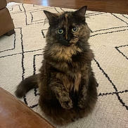 Truffles joined the competition — help win amazing prizes! animal, cat, couch, cozy, curious, cute, fireplace, fluffy, furniture, green_eyes, home, indoor, leather_couch, looking, patterned_rug, pet, rug, sitting, tortoiseshell, wooden_floor