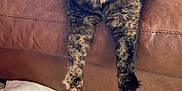 Truffles is registered to the contest to win money with this photo: animal, blanket, brown, cat, claws, couch, domestic, feline, floor, fur, indoor, leather, paws, pet, plaid, relaxed, rug, seated, tortoiseshell, whiskers