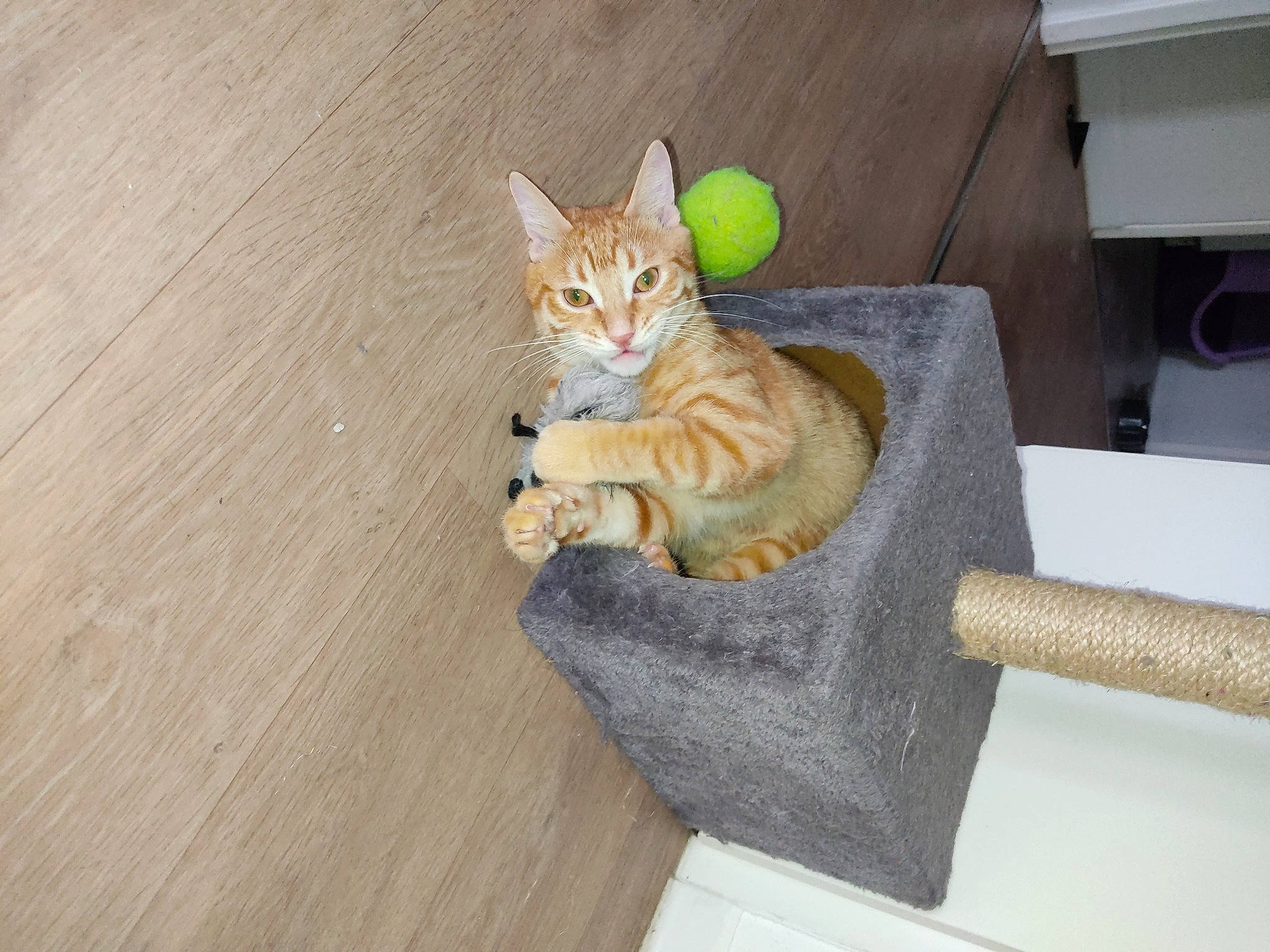 Bounty participe au concours pour gagner de l'argent avec cette photo : carnivore, cat, claw, comfort, domestic_short_haired_cat, fawn, felidae, flooring, fur, hardwood, paw, plywood, sitting, small_to_medium_sized_cats, snout, tail, varnish, whiskers, wood, wood_stain