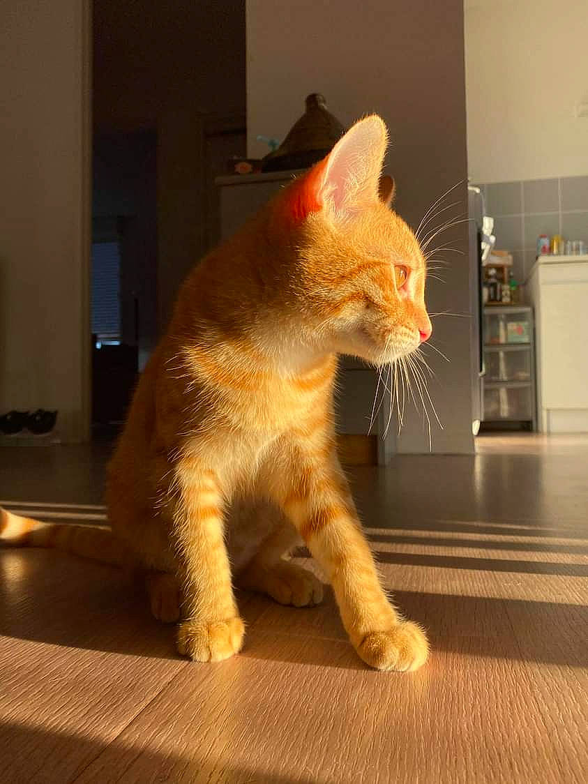 Bounty participe au concours pour gagner de l'argent avec cette photo : carnivore, cat, claw, domestic_short_haired_cat, fawn, felidae, flooring, foot, fur, hardwood, metal, paw, room, sitting, small_to_medium_sized_cats, snout, tail, terrestrial_animal, whiskers, wood