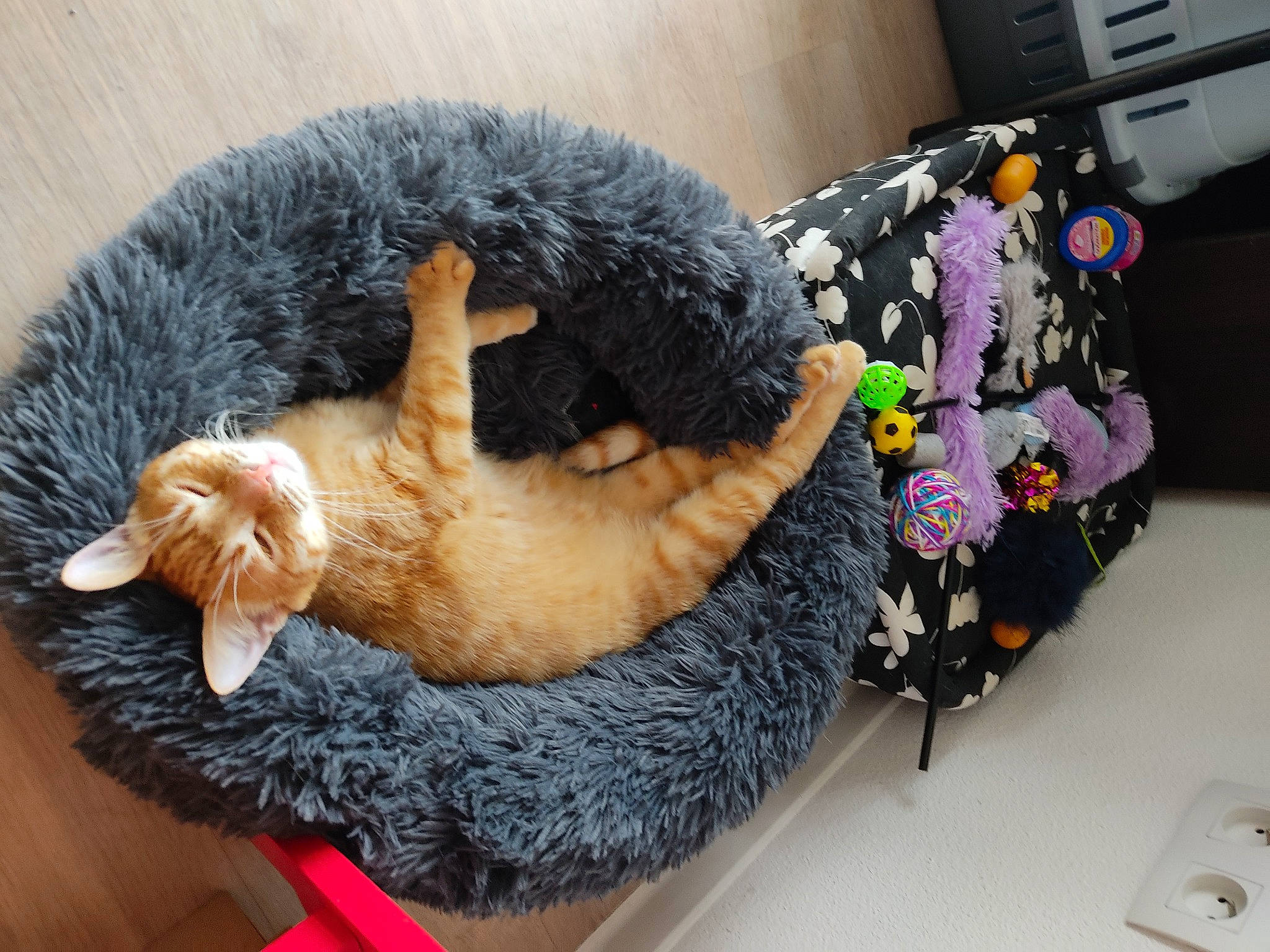 Bounty a rejoint le concours — aidez-le/la à gagner de superbes lots ! bed, canidae, carnivore, cat, cat_supply, comfort, companion_dog, dog_breed, fawn, felidae, fur, plush, small_to_medium_sized_cats, snout, sporting_group, stuffed_toy, tail, toy, whiskers, wool